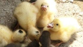 吃瓜鸭资源,带你领略网络娱乐新风尚