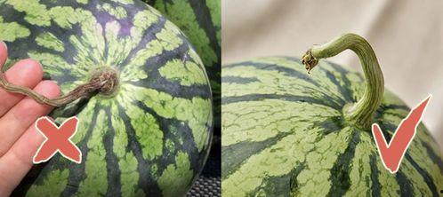 香港吃瓜事件,揭秘网络舆论的风暴与反思