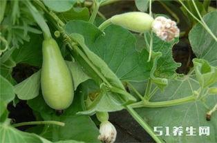 长期吃洋瓜,揭秘长期食用洋瓜的健康奥秘