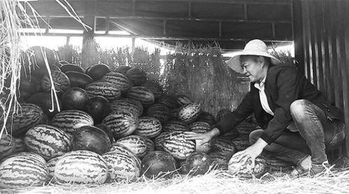 武威吃瓜群众事件始末,一场网络舆论的风波与反思