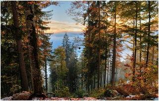 野外森林吃瓜,野外森林的甜蜜探险之旅