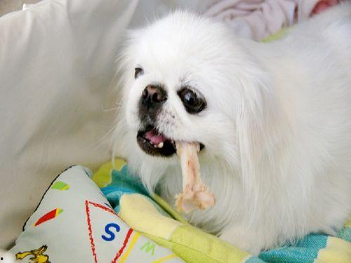 蒲瓜狗可以吃吗,宠物饮食指南，了解蒲瓜是否适合狗狗食用