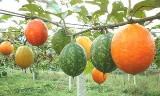 孕早期吃吊瓜,天然营养守护母婴健康