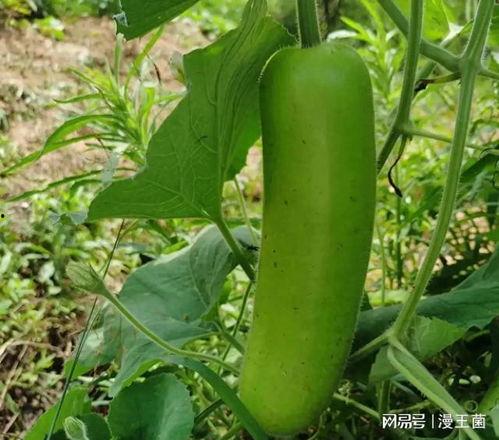 晚上在家吃瓜,家的温馨时光