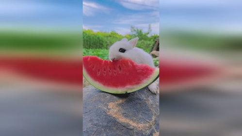 期待吃瓜的季节,揭秘期待吃瓜的季节