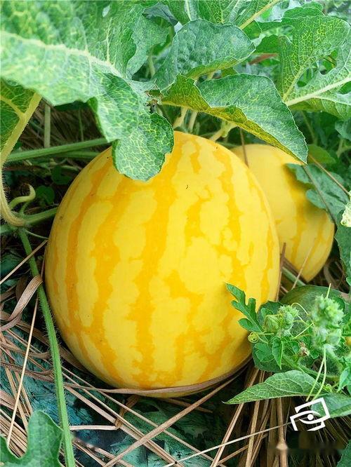 全国各地吃瓜,各地特色吃瓜文化大盘点