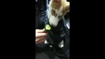 吃瓜狗原视频,一场网络爆红的背后故事