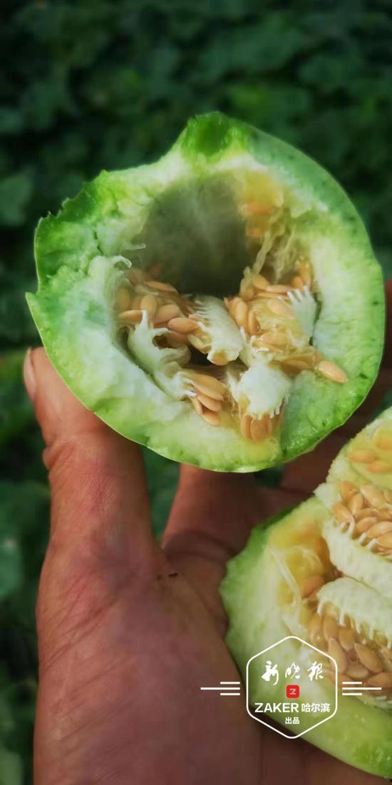 东京巨留学吃瓜,揭秘留学生活中的“吃瓜”趣事