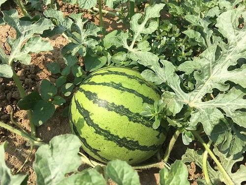 伞重要点 吃瓜,揭秘生活百态