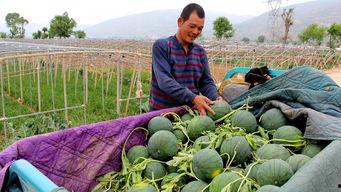 封城吃瓜,见证时代变迁的民间视角