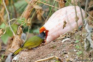 鸟姐吃瓜,揭秘娱乐圈幕后故事