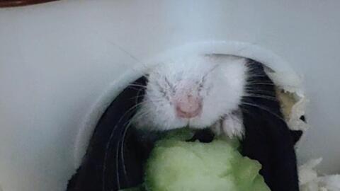 仓鼠吃熟瓜,仓鼠美食之旅,探索熟瓜的独特魅力