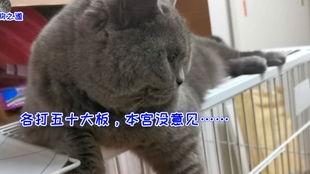猫咪跟人抢瓜吃